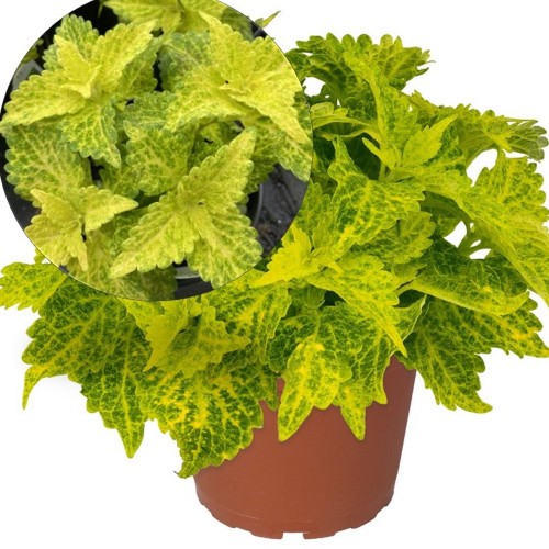 Coleus 'Main Street River Walk' - Kirinõges 'Main Street River Walk' P9/0,55L
